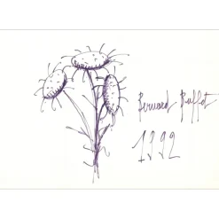 BUFFET Bernard - Dessin original à l'encre "Les Tournesols" 20x29cm - 1992