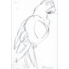 HILAIRE Camille - Dessin au crayon "Le Perroquet" 32x21cm