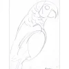 HILAIRE Camille - Dessin au crayon "Le Perroquet" 36x25cm