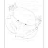 LELONG Pierre - Dessin original à l'encre "Le crabe" 27x21cm - 1963