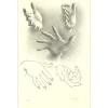 ROHNER Georges - Lithographie originale "Les mains" 51x33cm